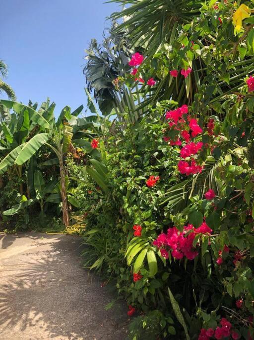 Secteur Prise, Bungalow Corail, Residence Casa Boubou Sainte-Anne (Grande-Terre) Exterior foto